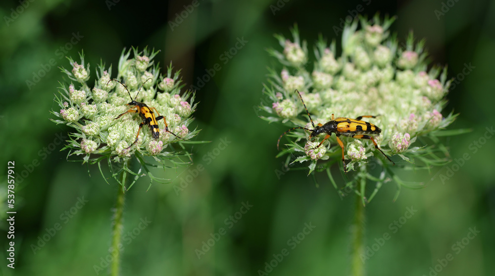 Spotted Longhorn ( Rutpela maculata ) on the flower Queen anne's lace. Spotted Longhorn ( Rutpela maculata ) on the flower Queen anne's lace.