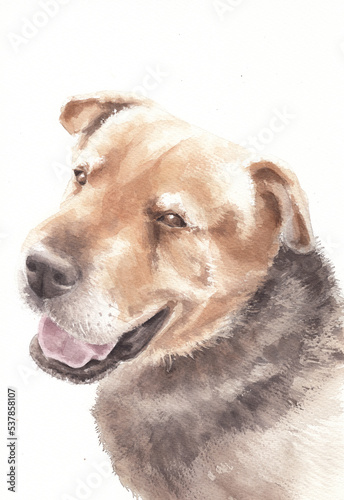 Watercolor portrait of a dog on a white background. We mark mastiff and labrador.