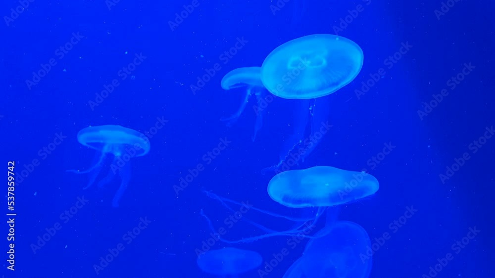 Group of jellyfish under the blue neon light in the aquarium