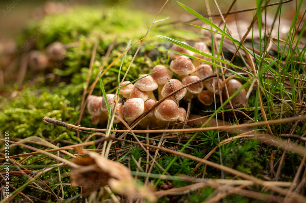Colonie de champignons Colonie de champignons