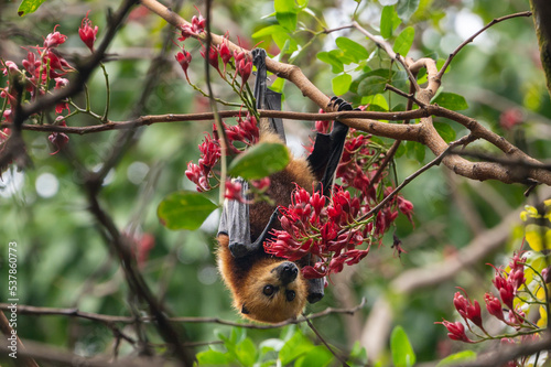 Mauritian fruit bat or flying fox, pteropus niger photo