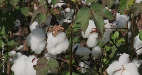 Closeup of Alabama Cotton Field photo