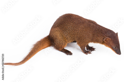 Javan Mongoose or Small asian mongoose Herpestes javanicus isolated on white background
