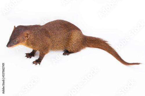 Javan Mongoose or Small asian mongoose Herpestes javanicus isolated on white background photo