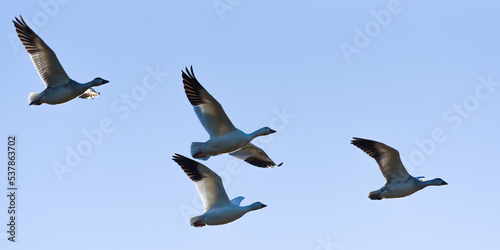 Four snow geese flying above backlit against a blue sky as sunlight illuminates feather edges in close formation