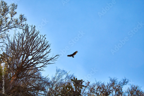 vulture flying in blue sky with branch of trees in first ground in monte escobedo, zacatecas 