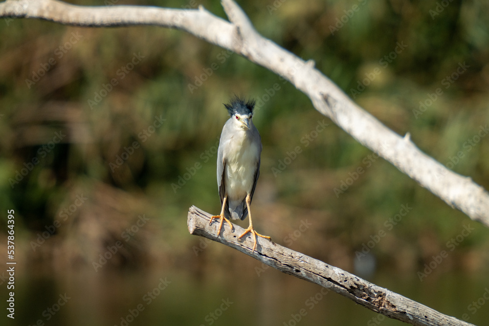 Obraz premium heron perched on branch