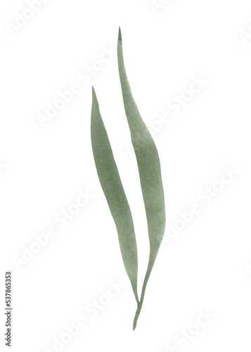 beautiful delicate garden green watercolor leaf for packaging decoration and design