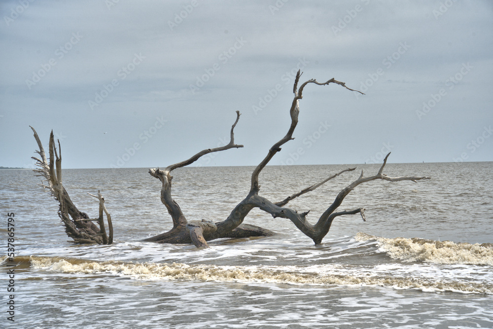 Driftwood Beach is a must-see for anyone visiting Jekyll Island Stock