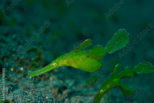 Halimede ghost pipefish underwater captured in a scuba dive photo