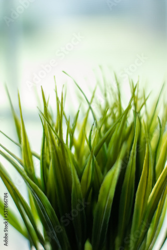 green grass on a white background