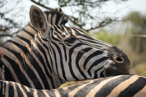 close up of a zebra