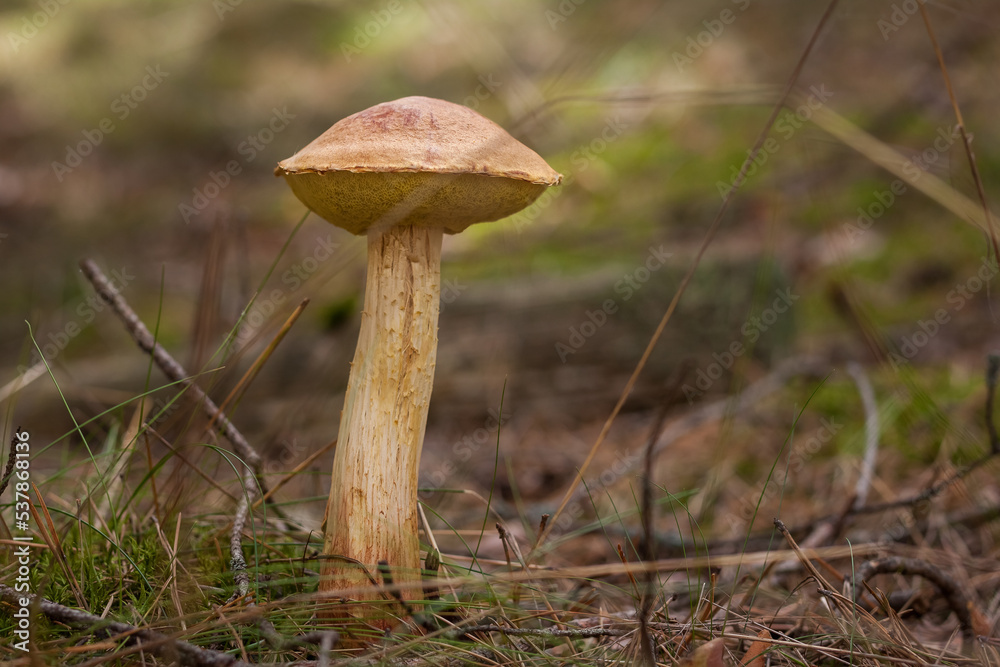 Aureoboletus projectellus mushroom grows in a coniferous forest. Small depth of field Aureoboletus projectellus mushroom grows in a coniferous forest. Small depth of field