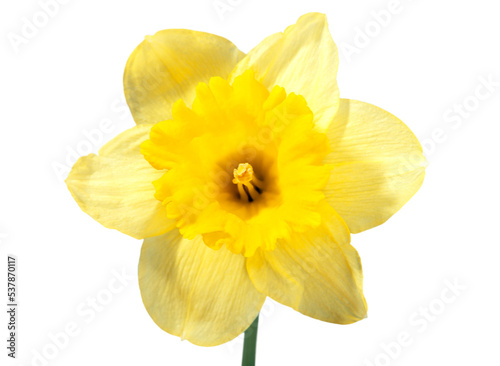 Yellow Daffodil isolated on White Background