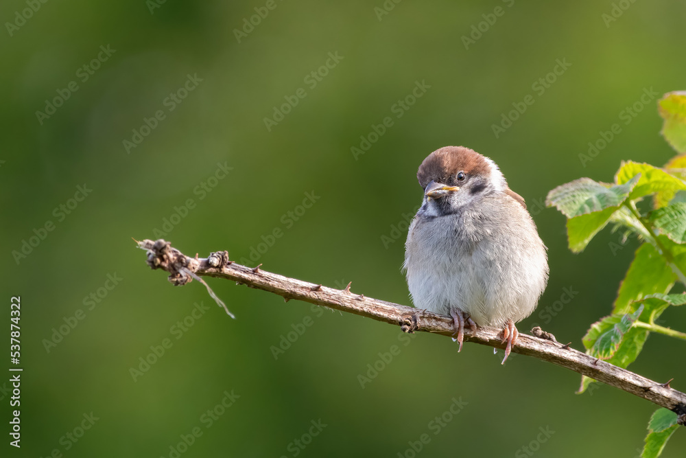Baby tree sparrow perched on a branch, Yorkshire, UK