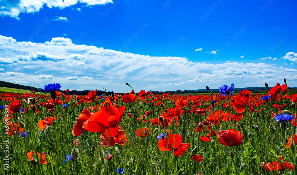 Fototapeta premium Mohnfeld