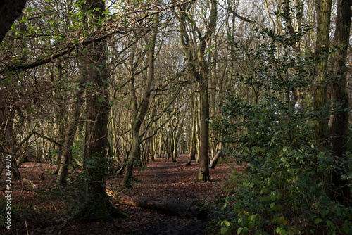 trees in the forest