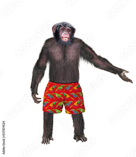 chimpanzé, attitude, mouvement, gesticule, tropique, en short rouge, habillé, debout, singe, expression, mammifère, jardin zoologique, illustration, animal, fourrure, bonobo, nature, sauvage, faune, d