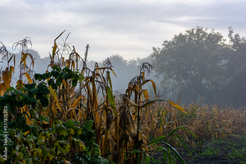 Naklejka premium Corn in the garden in the morning. Autumn theme.