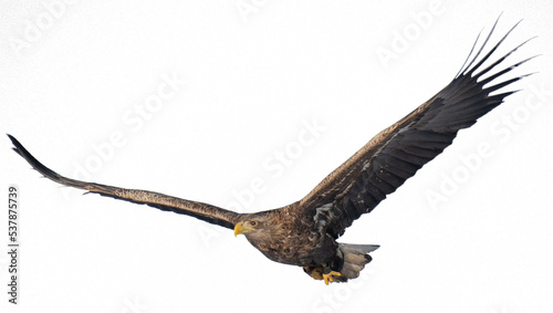 Majestic predator White-tailed Eagle (Haliaeetus albicilla) in flight photo