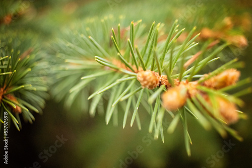 Needles