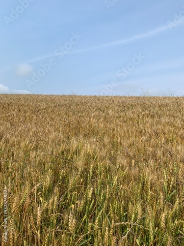 Ripe wheat field with blue sky