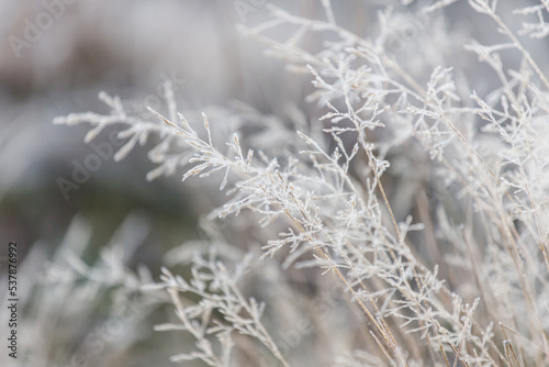 Morning autumn frost. Frozen grass. White grass. Light background. © Liubov Kartashova