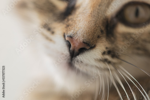 close-up of the cat's nose. Brown striped cat