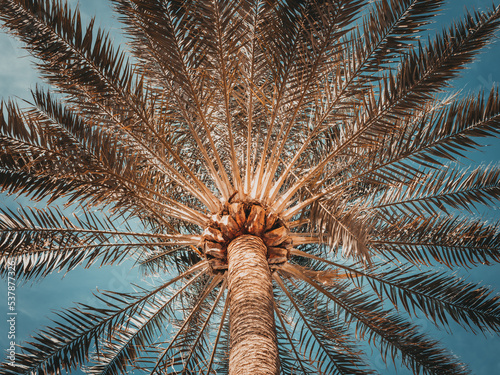 View on a big palm tree from below against the sky