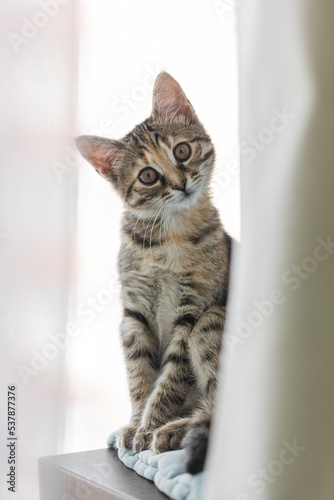 Brown striped cat. Cute kitty
