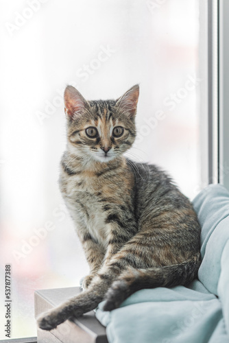 Gray cat with yellow eyes. Cute kitty