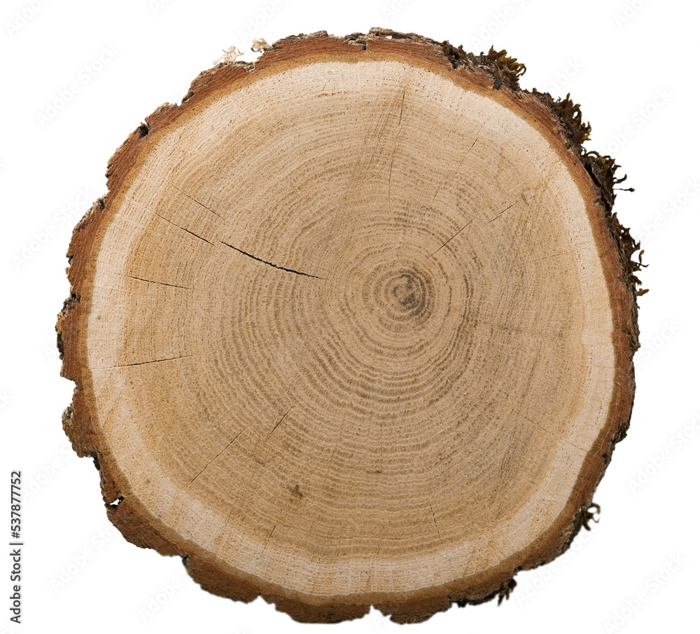Large circular piece of wood cross-section with colored tree ring Large circular piece of wood cross-section with colored tree ring