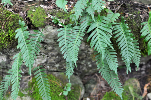 Fern Polypodium vulgare grows on a rock in the woods