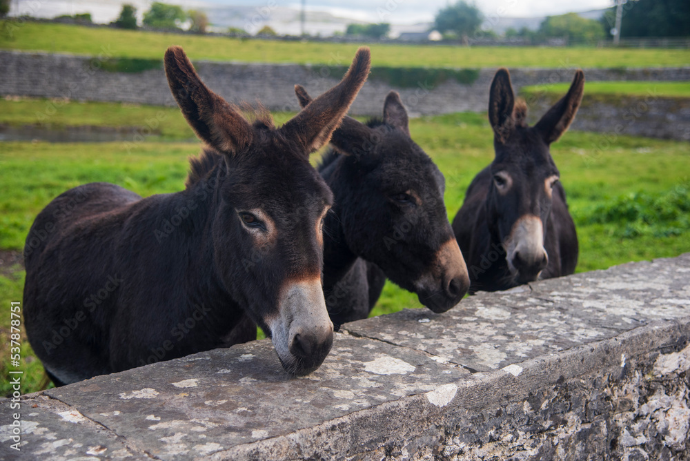 Wild Donkeys in Ireland