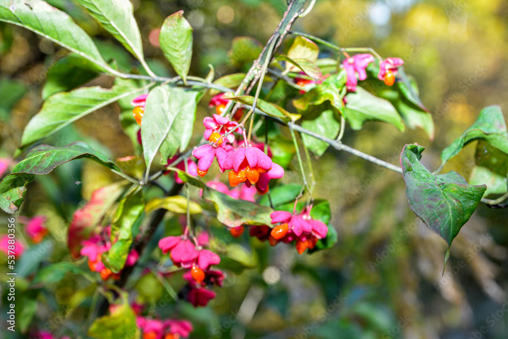 Spindle tree (euonymus europaeus) Spindle tree (euonymus europaeus)