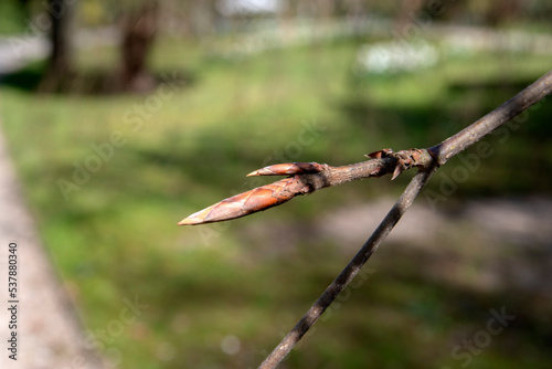 Branch From The Sylvatica Pendula Tree photo