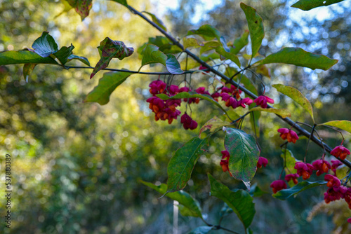 Spindle tree (euonymus europaeus)