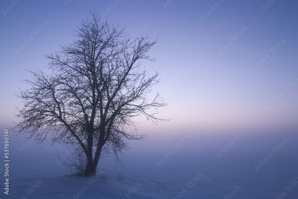 Lonely tree on the background of heavy fog. Natural color of sunset. Lonely tree on the background of heavy fog. Natural color of sunset.