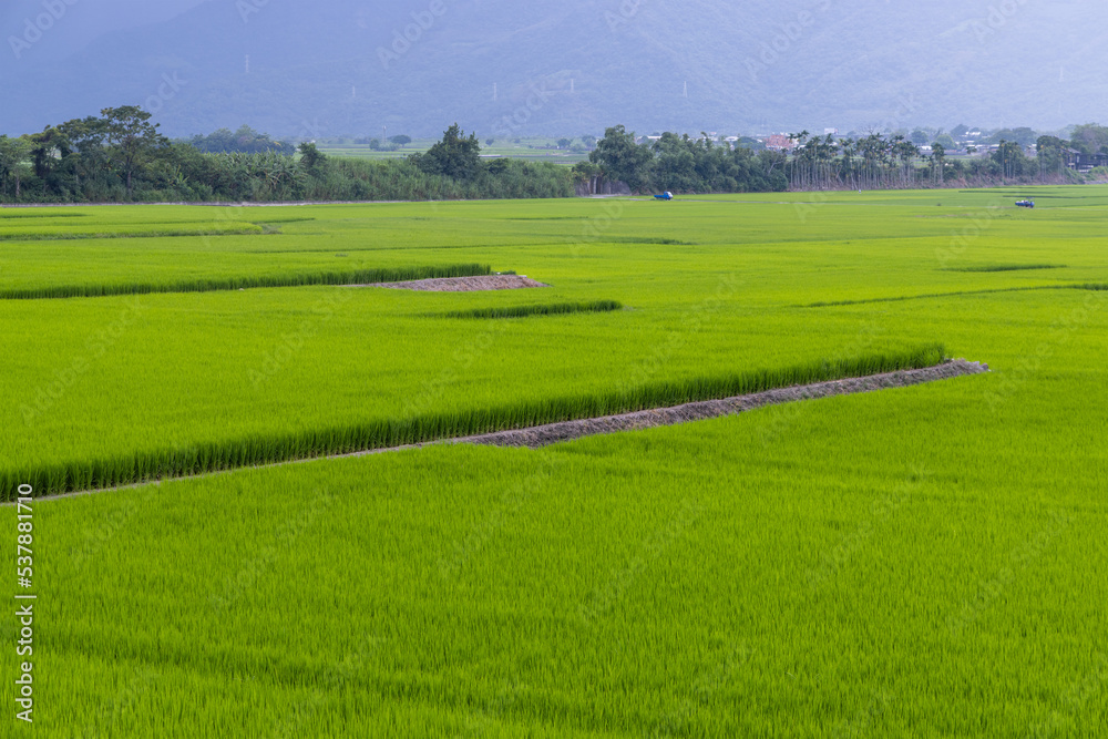Taitung paddy rice field meadow