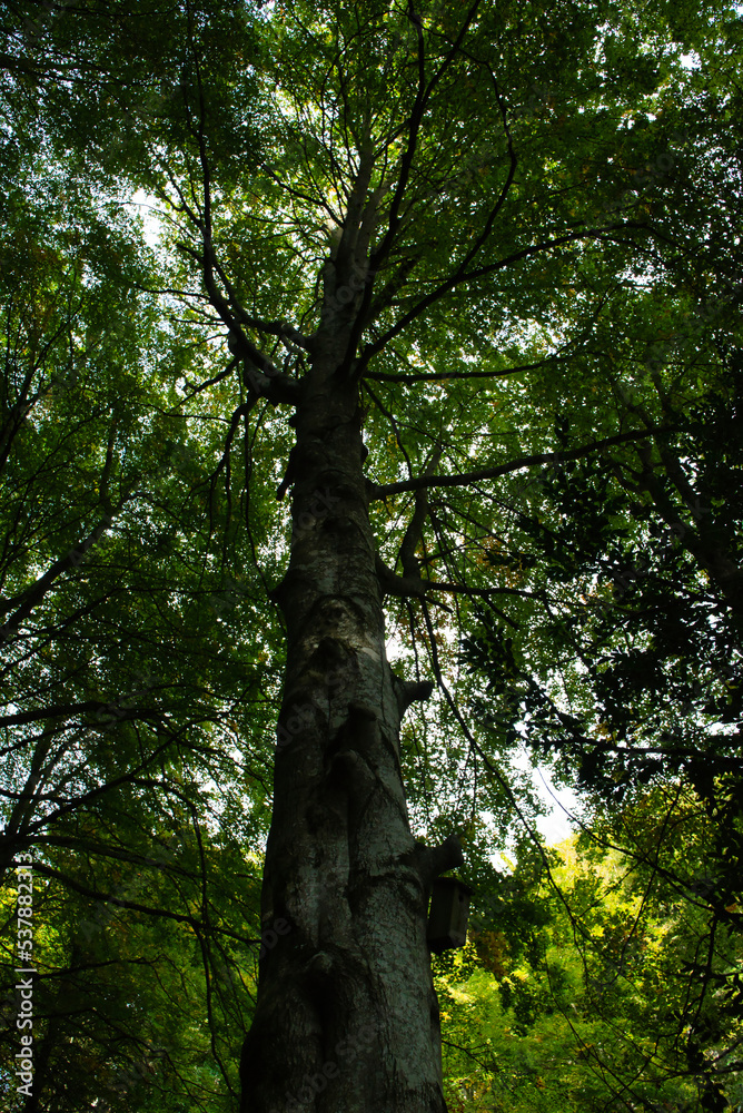 Naklejka premium The natural landscape of the surrounding lush vegetation. Backlit beech forest in autumn in Grevolosa, Catalonia Spain. Beech power