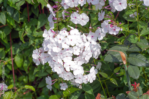 White phlox inflorescence in the garden close-up