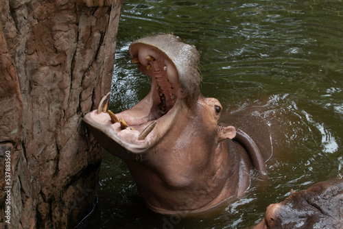 Close up Hippopotamus Mouth