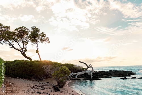 High angle shot of the beautiful rocky seashore with driftwood in Hawaii at sunset