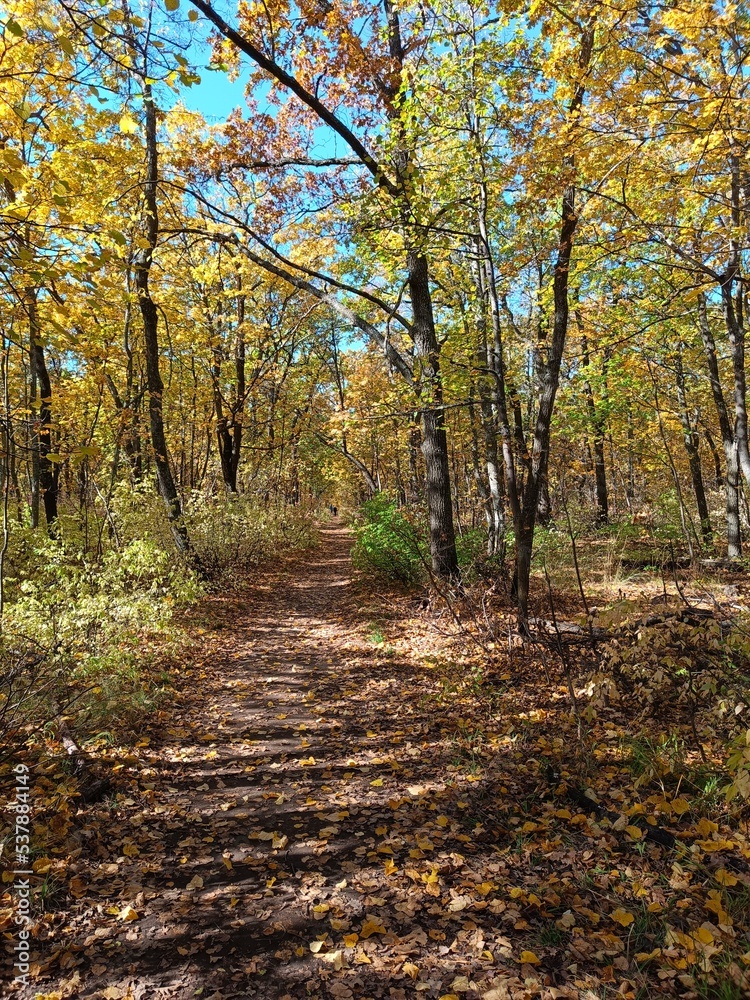 Autumn forest scenery with road of fall leaves warm light illumining the gold foliage. Footpath in scene autumn forest nature. Vivid october day in colorful forest, maple autumn trees road fall way