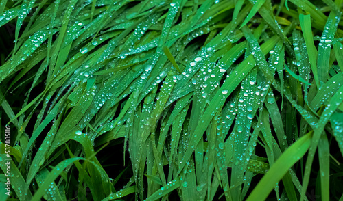 raindrops, dew drops, green meadow, grass field, grass, greenery, green, juicy, beautiful background, green background, green grass background, leaf with dew drops