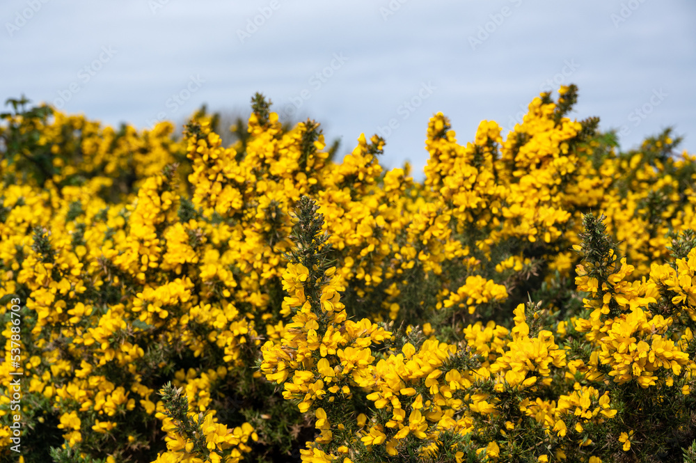 Common gorse, ulex europaeus, yellow flowers, Freshwater, Isle of Wight, Hampshire Common gorse, ulex europaeus, yellow flowers, Freshwater, Isle of Wight, Hampshire