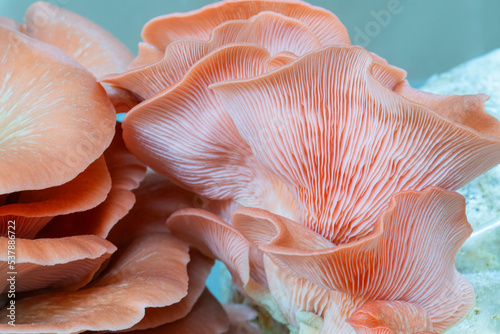 Rose bud pink oyster mushrooms growing in substrate
