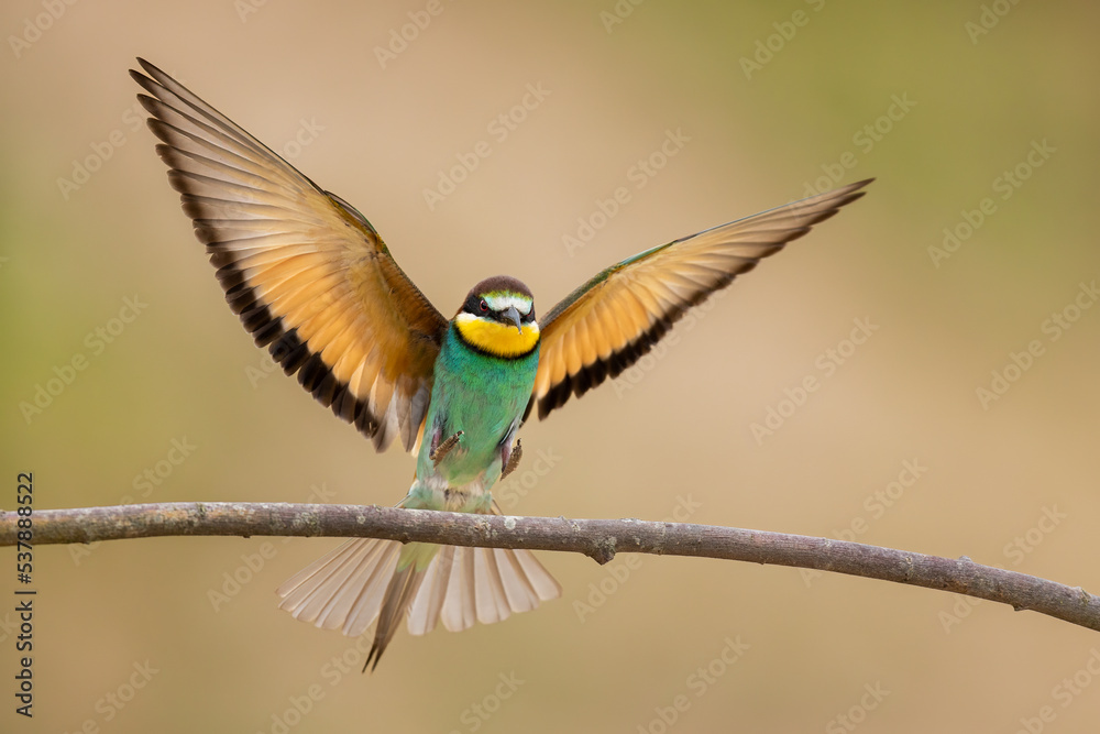 Fototapeta premium Bird - Bee-eaters (Merops apiaster)