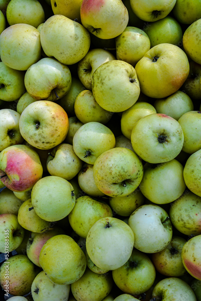 lots of freshly picked apples. lots of freshly picked apples.