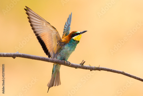 Bird - Bee-eaters (Merops apiaster)